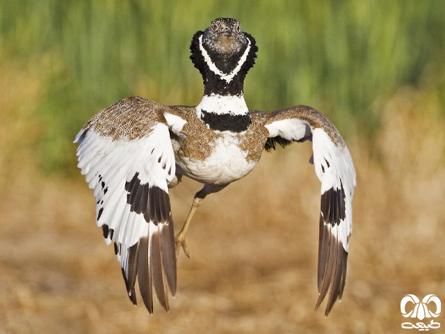 راسته میش مرغیان Gruiformes